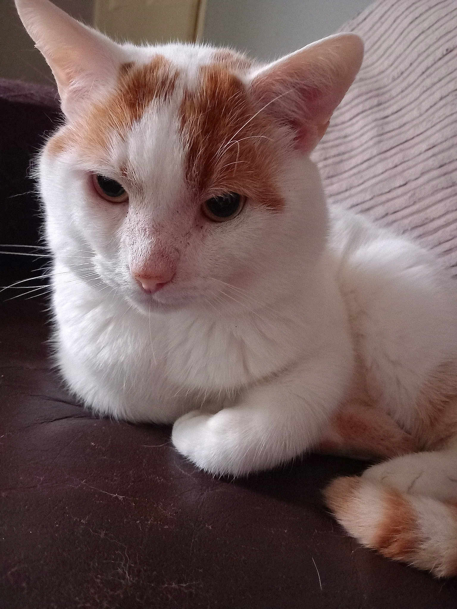 Ginge