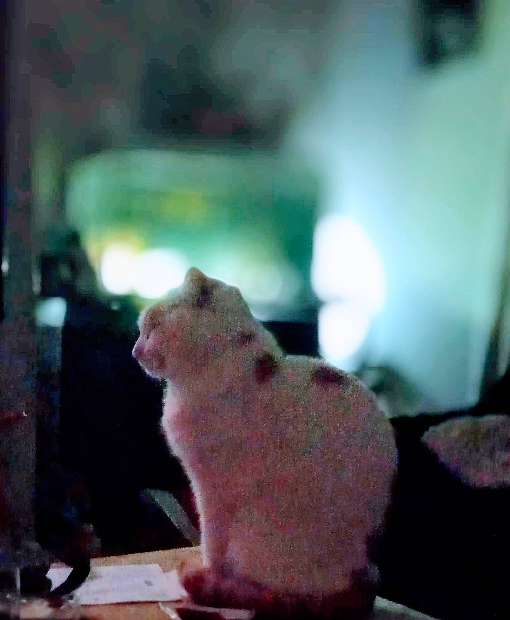 Ginge joined the competition — help win amazing prizes! canidae, carnivore, claw, companion_dog, dog_breed, fawn, felidae, mouse, muroidea, paw, pet_supply, rodent, small_to_medium_sized_cats, snout, stuffed_toy, tail, terrestrial_animal, tints_and_shades, whiskers, window