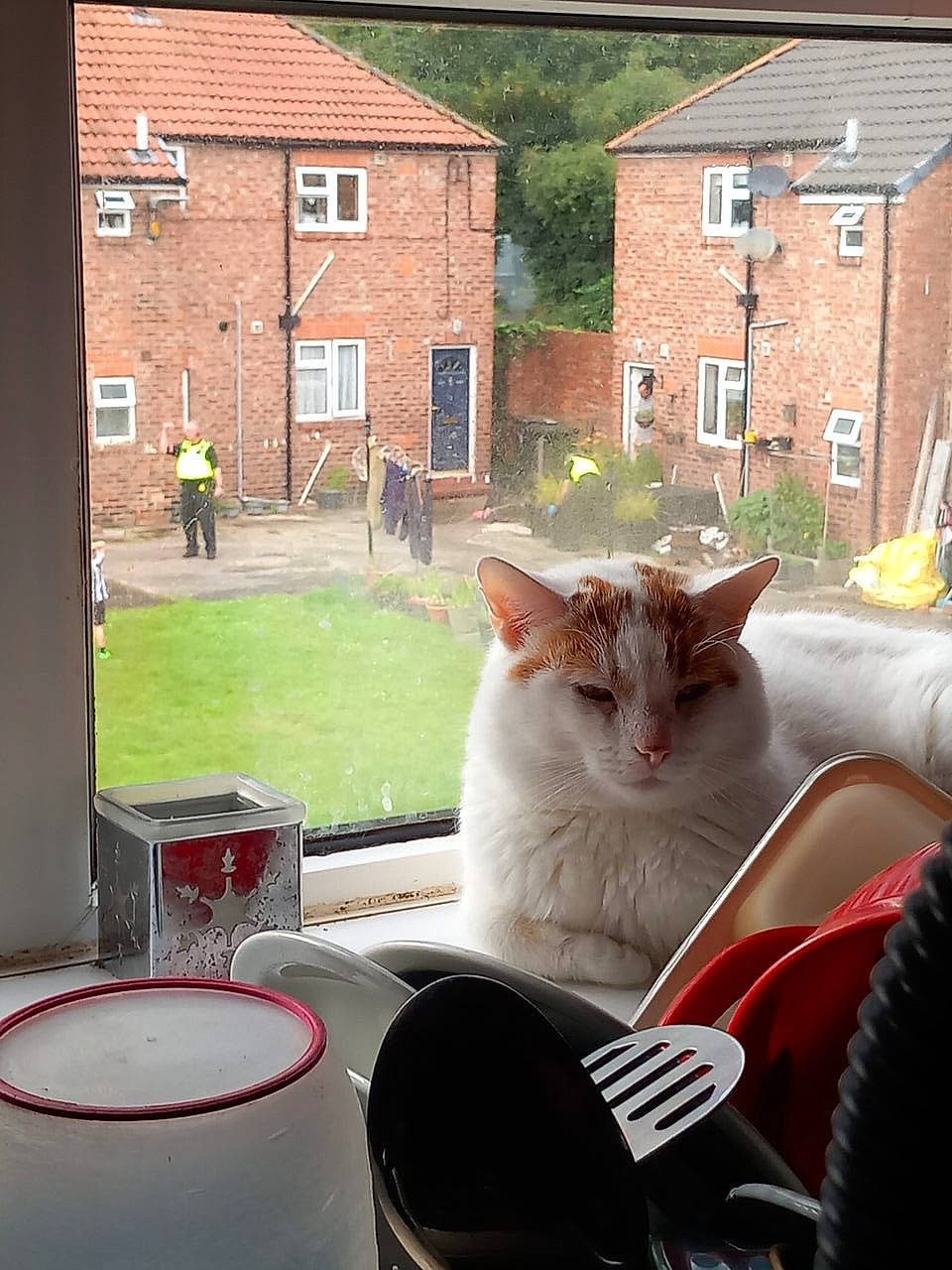 Ginge is registered to the contest to win money with this photo: building, carnivore, cat, chair, domestic_short_haired_cat, door, felidae, fur, grass, home, house, plant, serveware, small_to_medium_sized_cats, snout, tableware, tail, tree, whiskers, window