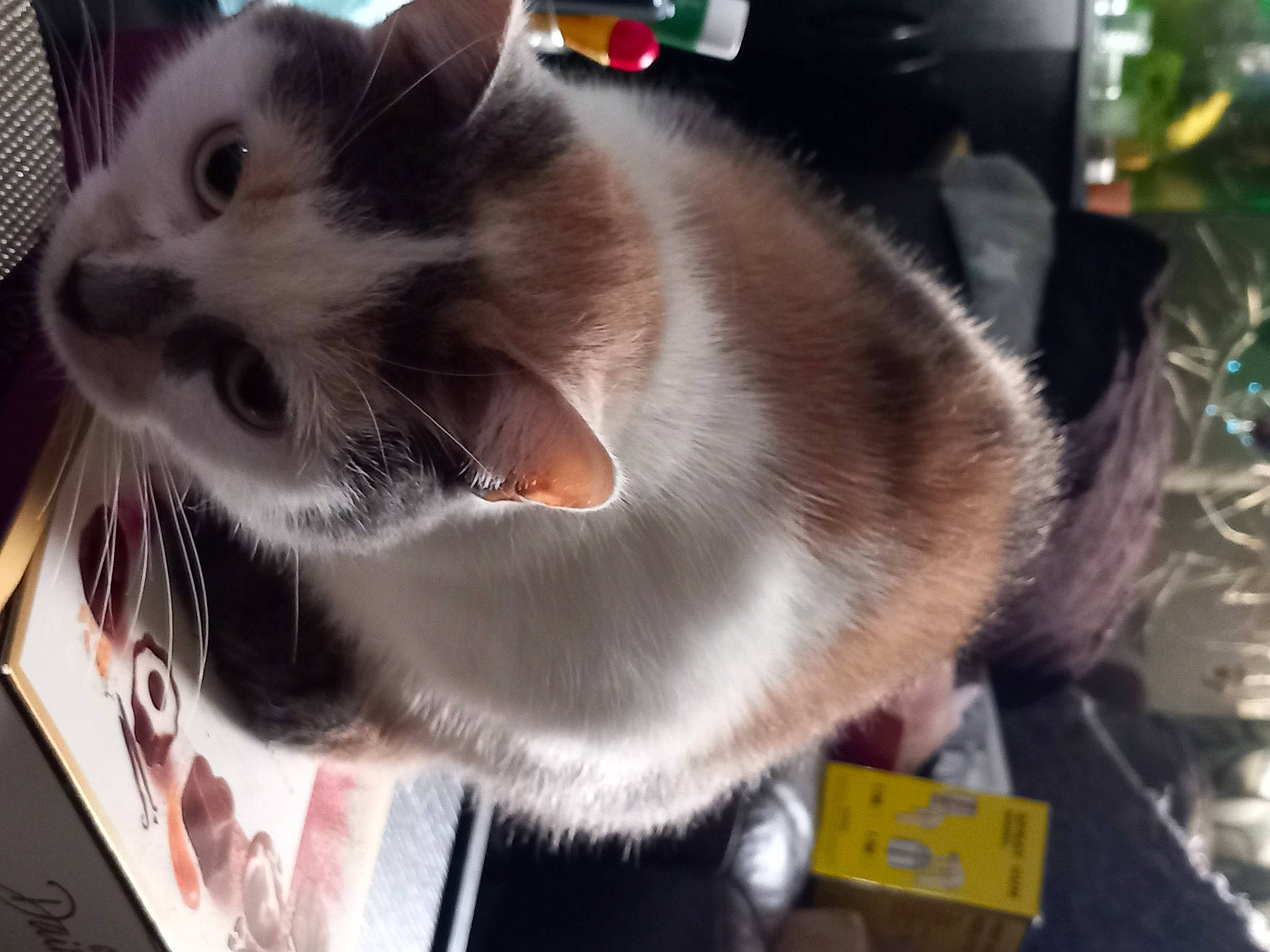 Lola is registered to the contest to win money with this photo: box, carnivore, cat, cat_supply, collar, domestic_short_haired_cat, felidae, fur, paw, pet_supply, small_to_medium_sized_cats, snapshot, snout, tail, whiskers