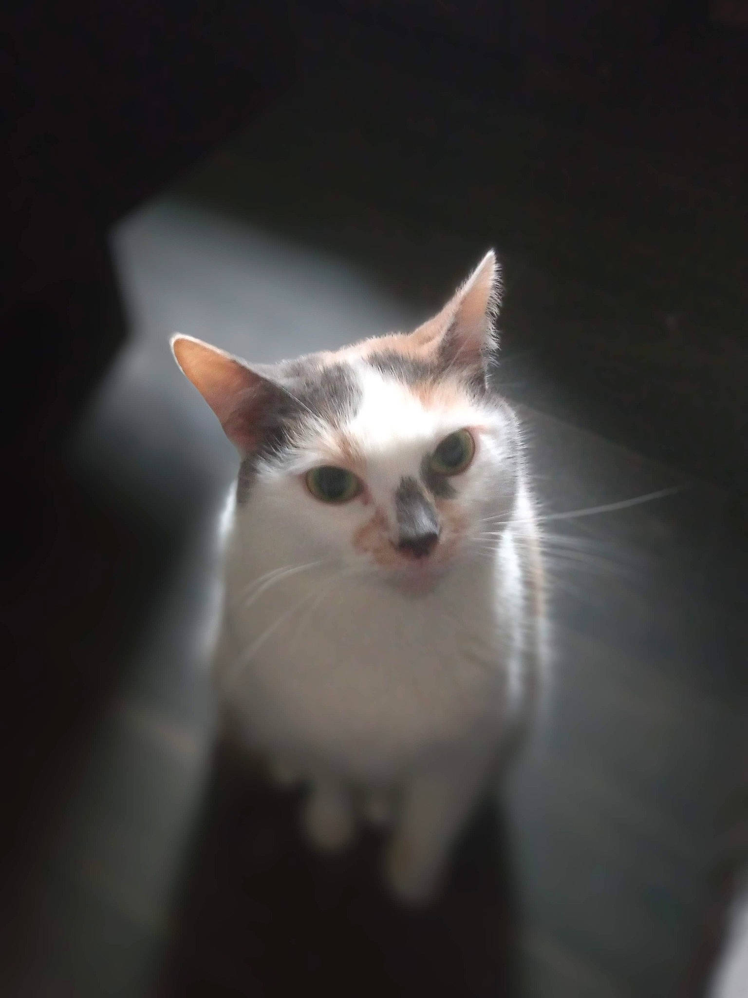 Lola is registered to the contest to win money with this photo: carnivore, cat, darkness, domestic_short_haired_cat, eye, felidae, fur, human_body, iris, monochrome_photography, small_to_medium_sized_cats, snout, tail, whiskers