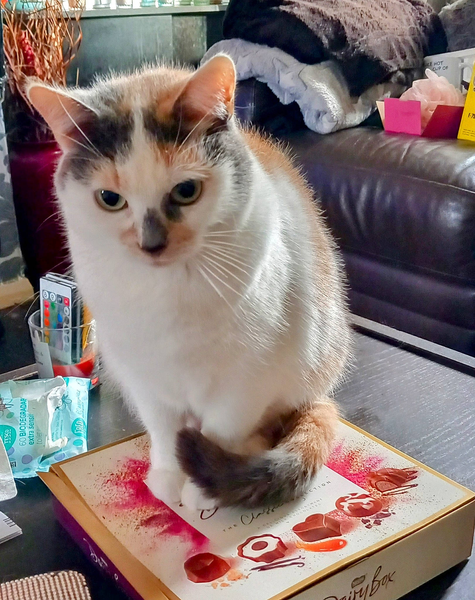 Lola is registered to the contest to win money with this photo: box, carnivore, cat, cat_supply, comfort, couch, domestic_short_haired_cat, felidae, fur, paw, pet_supply, photo_caption, plant, small_to_medium_sized_cats, studio_couch, tail, thai, whiskers