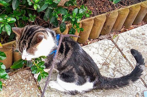 Tig is registered to the contest to win money with this photo: carnivore, cat, collar, domestic_short_haired_cat, felidae, fur, grass, groundcover, herb, paw, plant, shrub, sitting, small_to_medium_sized_cats, tail, terrestrial_animal, tree, whiskers, wood