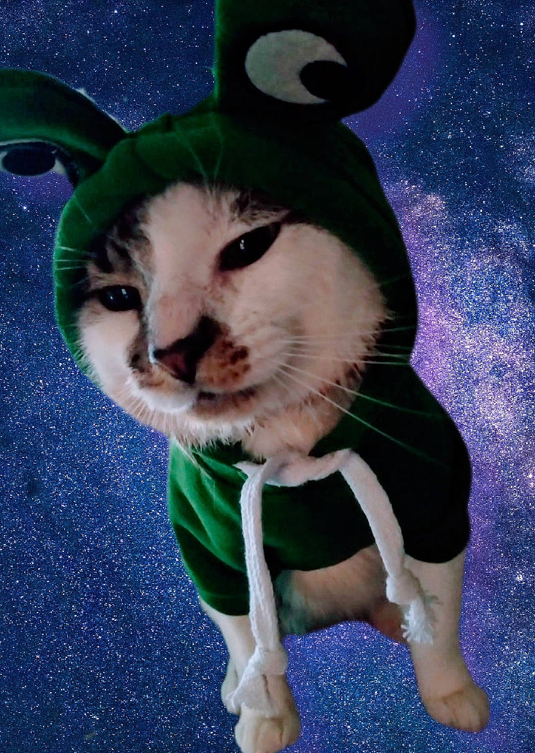 Tig joined the competition — help win amazing prizes! art, carnivore, cat, costume_hat, domestic_short_haired_cat, electric_blue, fashion_accessory, fawn, felidae, fur, grass, happy, hat, illustration, small_to_medium_sized_cats, snout, tail, terrestrial_animal, toy, whiskers