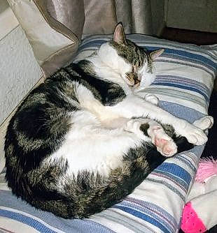 Tig is registered to the contest to win money with this photo: carnivore, cat, comfort, domestic_short_haired_cat, felidae, fur, lap, linens, nap, paw, small_to_medium_sized_cats, tail, vertebrate, whiskers