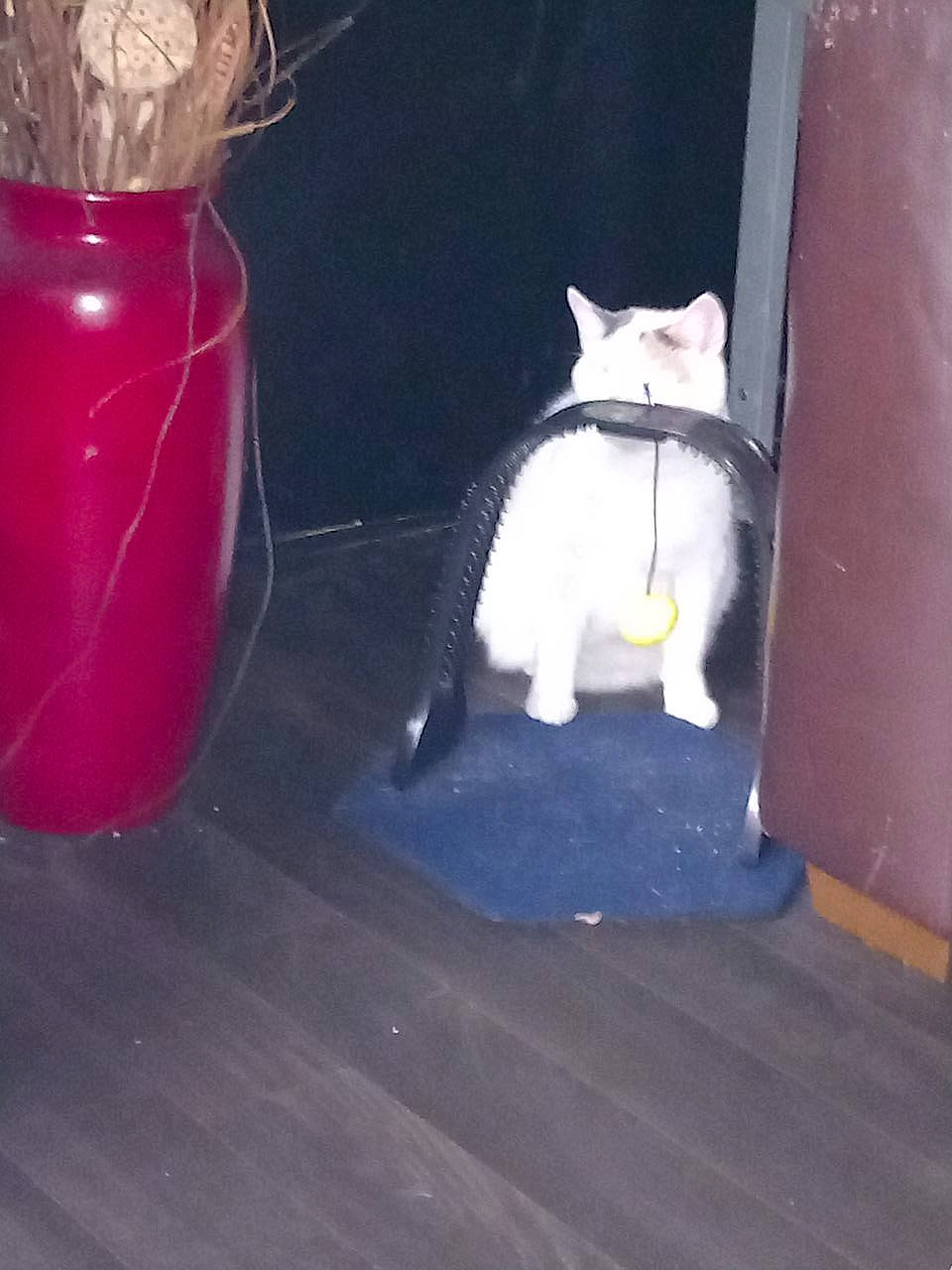 Bertie Boop is registered to the contest to win money with this photo: canidae, carmine, carnivore, cat, companion_dog, darkness, domestic_short_haired_cat, drinkware, electric_blue, fawn, felidae, flooring, fur, hardwood, paw, shadow, small_to_medium_sized_cats, tail, whiskers, wood