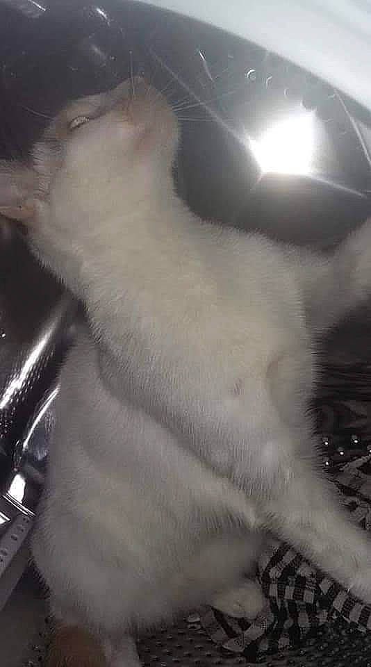 Bertie Boop joined the competition — help win amazing prizes! auto_part, automotive_exterior, automotive_window_part, barechested, carnivore, cat, comfort, darkness, felidae, fur, glass, hood, metal, paw, small_to_medium_sized_cats, snout, tail, tints_and_shades, whiskers, windshield