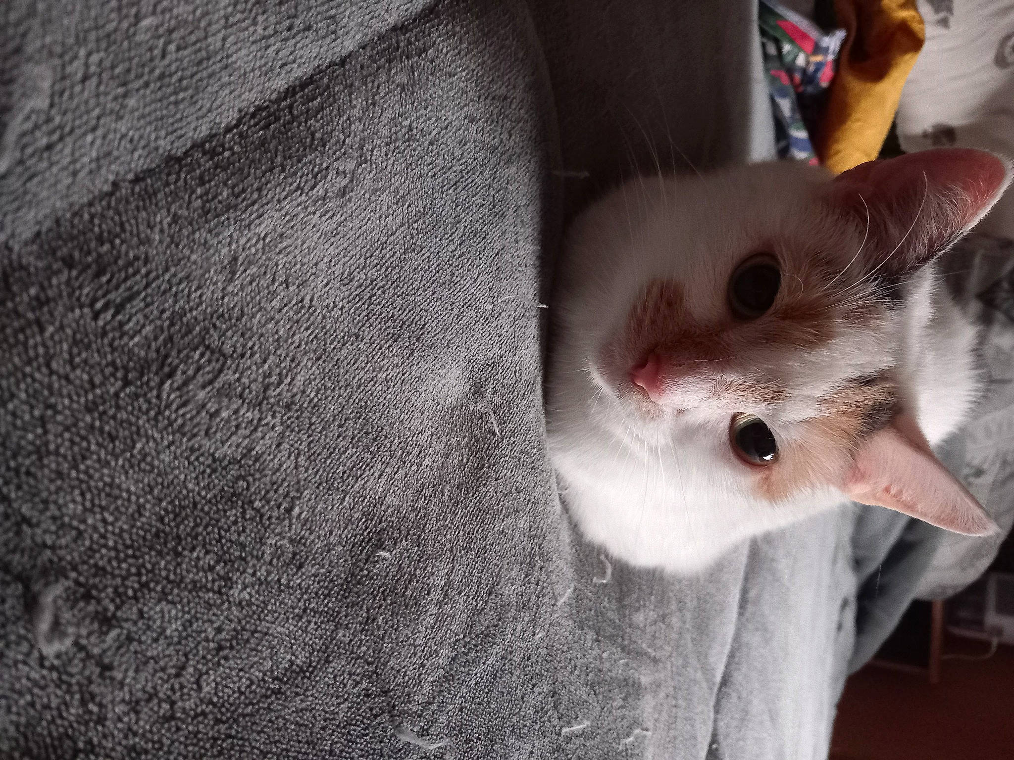 Bertie Boop joined the competition — help win amazing prizes! carnivore, cat, domestic_short_haired_cat, fawn, felidae, fur, paw, small_to_medium_sized_cats, whiskers