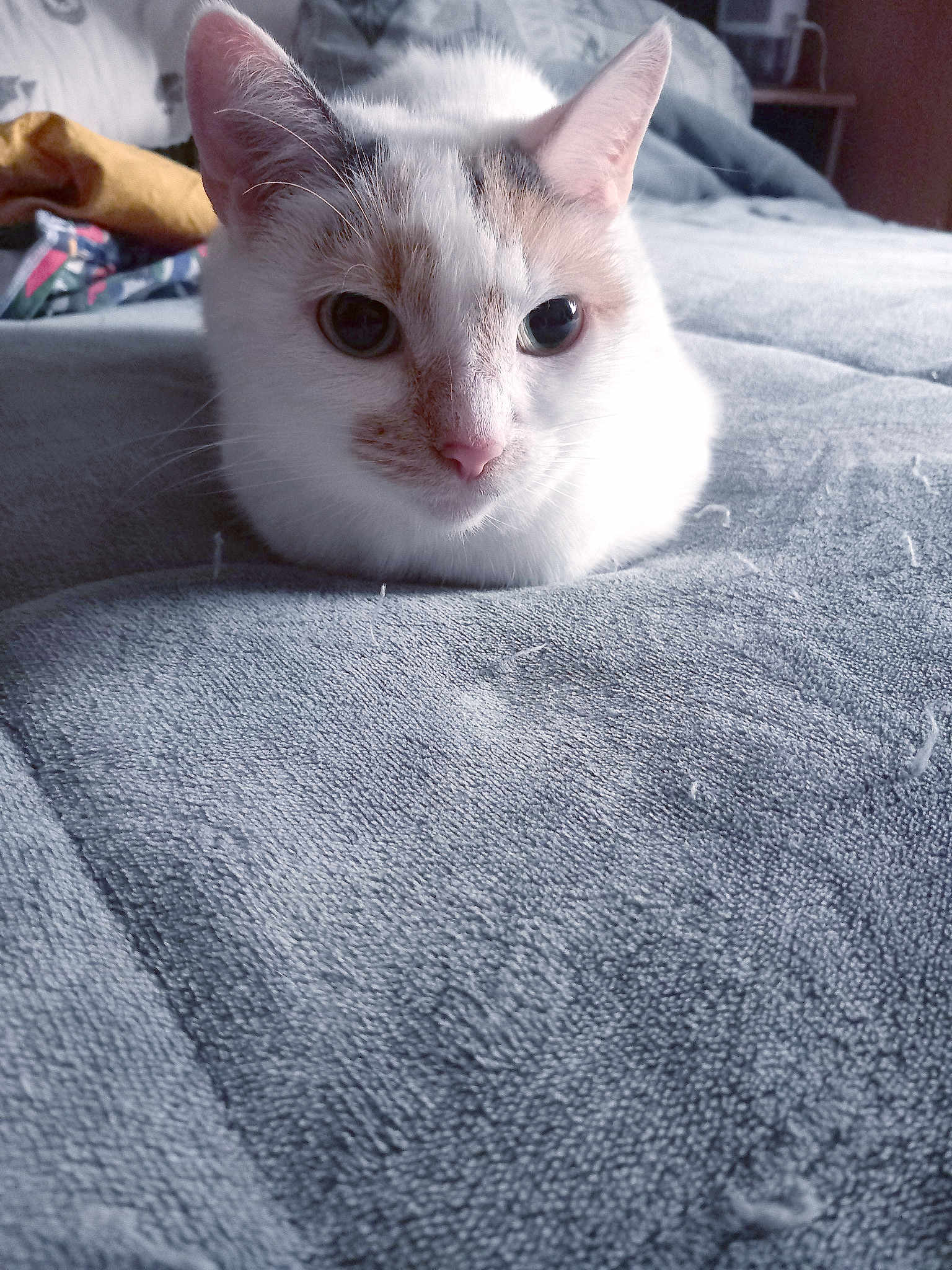 Bertie Boop