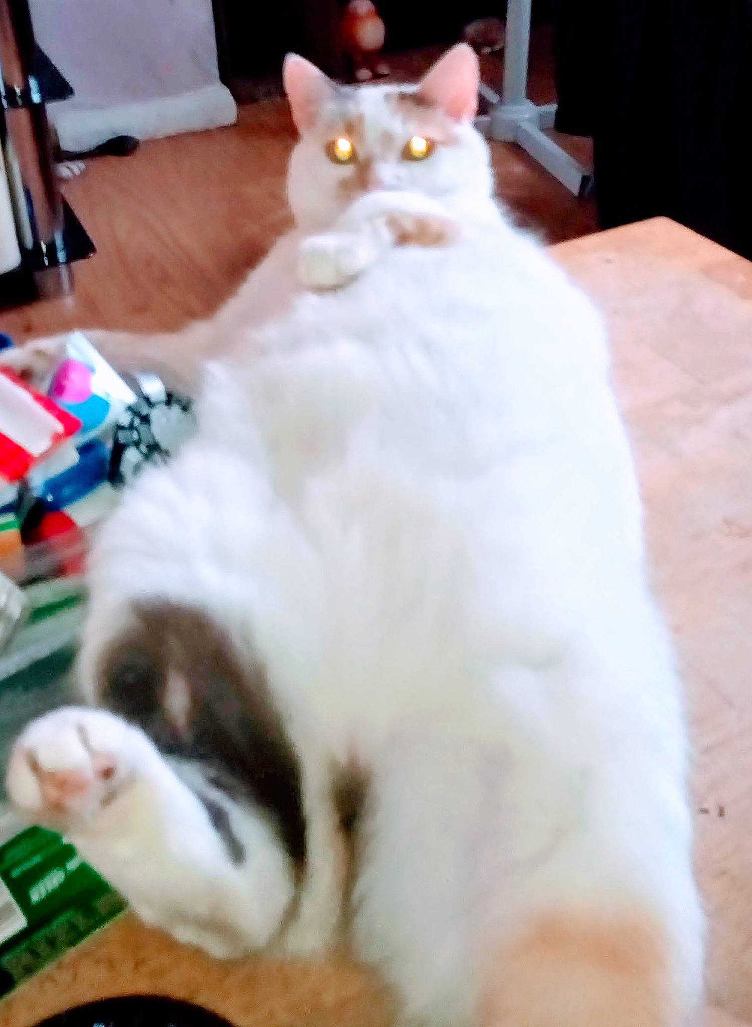 Bertie Boop joined the competition — help win amazing prizes! carnivore, cat, claw, comfort, domestic_short_haired_cat, fawn, felidae, fur, paw, small_to_medium_sized_cats, snout, tail, whiskers