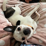 Chewy joined the competition — help win amazing prizes! dog, small_dog, white_dog, black_spots, pet, cute, laying_down, blanket, pink_blanket, polka_dots, collar, indoor, cozy, playful, ears, tail, fur, animal, companion, looking_up