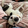 dog, small_dog, white_dog, black_spots, pet, cute, laying_down, blanket, pink_blanket, polka_dots, collar, indoor, cozy, playful, ears, tail, fur, animal, companion, looking_up