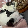 dog, sleeping, blanket, polka_dot, cozy, resting, pet, fur, cute, animal, indoors, comfort, soft, brown, white, black, closeup, snuggled, relaxing, nap