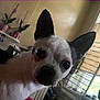 Chewy is registered to the contest to win money with this photo: dog, pet, indoor, living_room, ears, curious, close_up, window, blinds, plants, television, furniture, animal, face, canine, whiskers, domestic, cozy, daylight, household