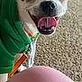 Chewy joined the competition — help win amazing prizes! dog, pet, close_up, green_hoodie, tongue_out, happy, carpet, indoor, small_dog, canine, cute, animal, playful, leash, collar, white_fur, black_markings, pink_object, smiling, domestic