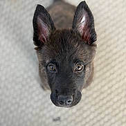 Georgia participe au concours pour gagner de l'argent avec cette photo : animal, background_blur, canine, close_up, curious, cute, dog, ears, face, floor, fur, indoor, looking_up, nose, pet, portrait, puppy, soft_light, texture, young_dog