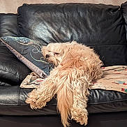 Oscar participe au concours pour gagner de l'argent avec cette photo : dog, couch, pillow, blanket, leather, indoor, relaxed, sleeping, pet, fur, light_brown, fluffy, home, cozy, animal, resting, comfort, living_room, decor, sprawled