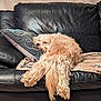dog, couch, pillow, blanket, leather, indoor, relaxed, sleeping, pet, fur, light_brown, fluffy, home, cozy, animal, resting, comfort, living_room, decor, sprawled