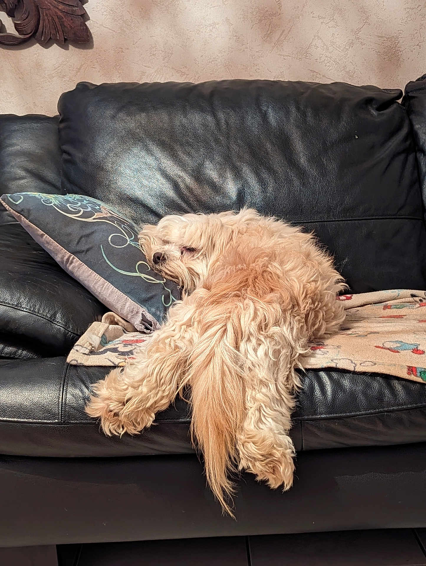 Oscar participe au concours pour gagner de l'argent avec cette photo : dog, couch, pillow, blanket, leather, indoor, relaxed, sleeping, pet, fur, light_brown, fluffy, home, cozy, animal, resting, comfort, living_room, decor, sprawled