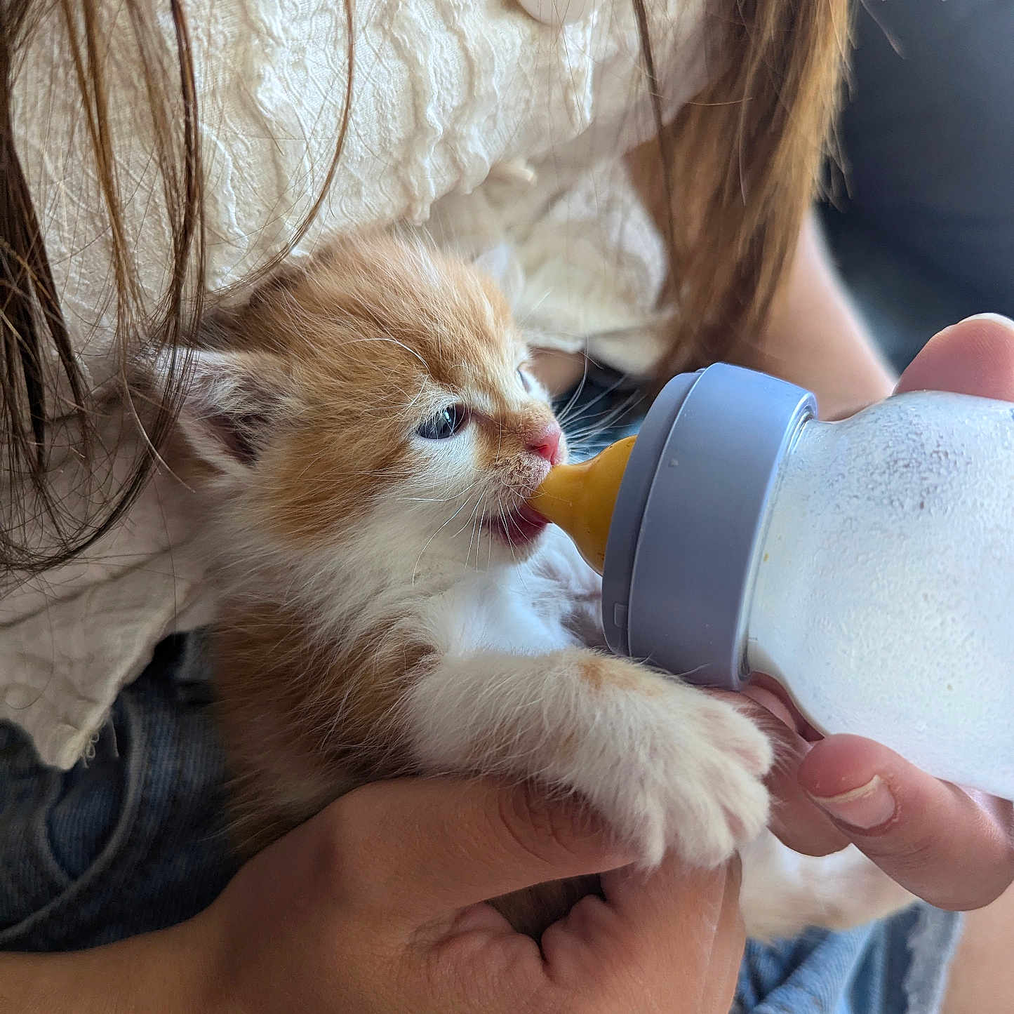 Fabienne Radiguet a rejoint le concours — aidez-le/la à gagner de superbes lots ! animal, baby_bottle, blue_eyes, cat, close_up, clothing, cute, denim, feeding, fur, holding, human_hand, indoor, kitten, milk, nurturing, orange_and_white, pet, small, texture