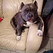 Hiro participe au concours pour gagner de l'argent avec cette photo : animal, bostonbull, boxer, bulldog, canine, chair, couch, cushion, dog, dogbed, frenchbulldog, furniture, homedecor, person, pet, pillow, pitbull, puppy, sleeping, snout