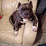 animal, bostonbull, boxer, bulldog, canine, chair, couch, cushion, dog, dogbed, frenchbulldog, furniture, homedecor, person, pet, pillow, pitbull, puppy, sleeping, snout