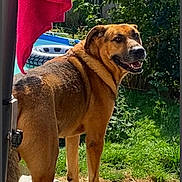 Boby participe au concours pour gagner de l'argent avec cette photo : dog, outdoor, backyard, grass, wooden_deck, towel, pole, house, sunlight, happy, pet, canine, smiling, animal, nature, summer, greenery, daytime, fur, looking_back