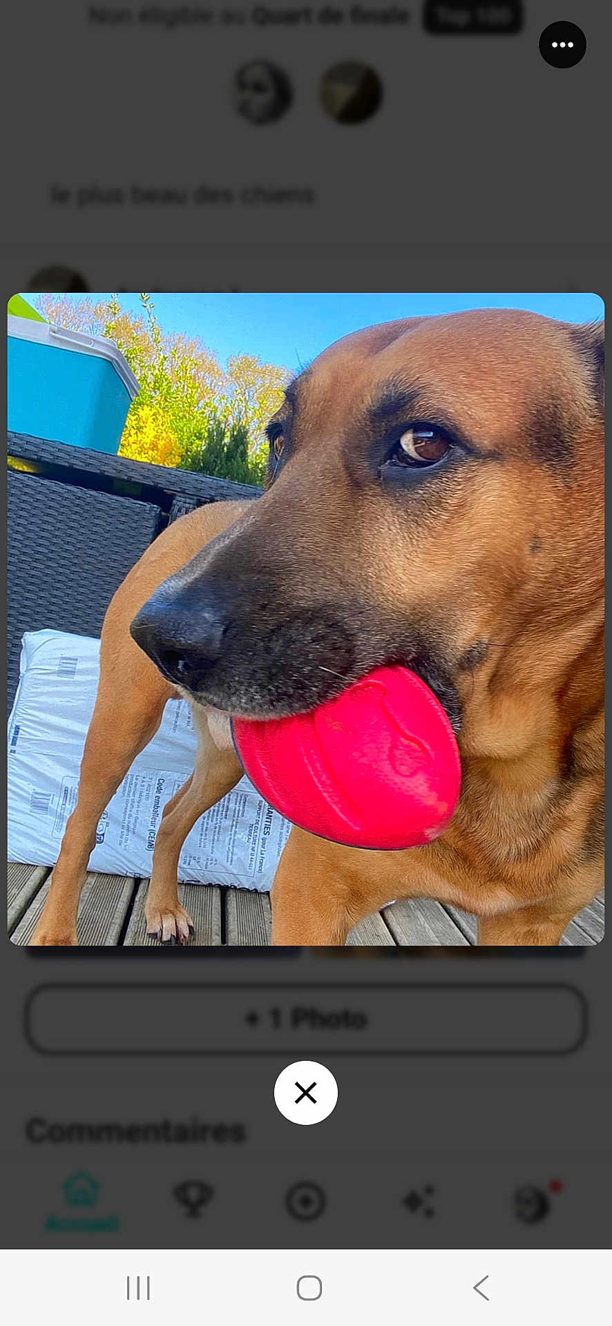 Boby a rejoint le concours — aidez-le/la à gagner de superbes lots ! dog, toy, red, bone_shaped, mouth, brown_dog, close_up, outdoor, deck, wooden, furniture, greenery, trees, blue_sky, pet, canine, animal, playful, daylight, summer