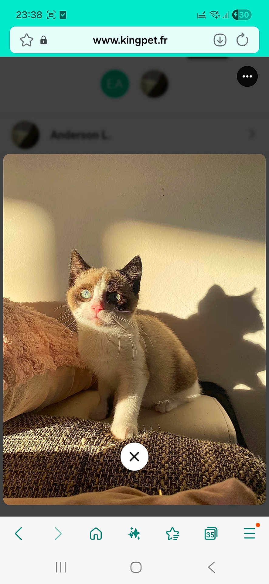 Robbin a rejoint le concours — aidez-le/la à gagner de superbes lots ! cat, kitten, blue_eyes, shadow, sunlight, couch, cozy, indoor, pet, fur, whiskers, pink_nose, relaxed, home, animal, cute, mammal, domestic, feline, portrait