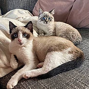 Robbin participe au concours pour gagner de l'argent avec cette photo : animal, blanket, blue_eyes, cat, companion, couch, cozy, cute, domestic, feline, fur, home, indoor, kitten, pet, pillow, relaxed, resting, soft_texture, two_animals