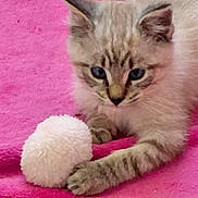 Sushi participe au concours pour gagner de l'argent avec cette photo : kitten, cat, blue_eyes, white_ball, pink_blanket, fur, paw, pet, animal, indoor, cute, playful, curious, soft_texture, young_cat, feline, close_up, resting, domestic_cat, cozy