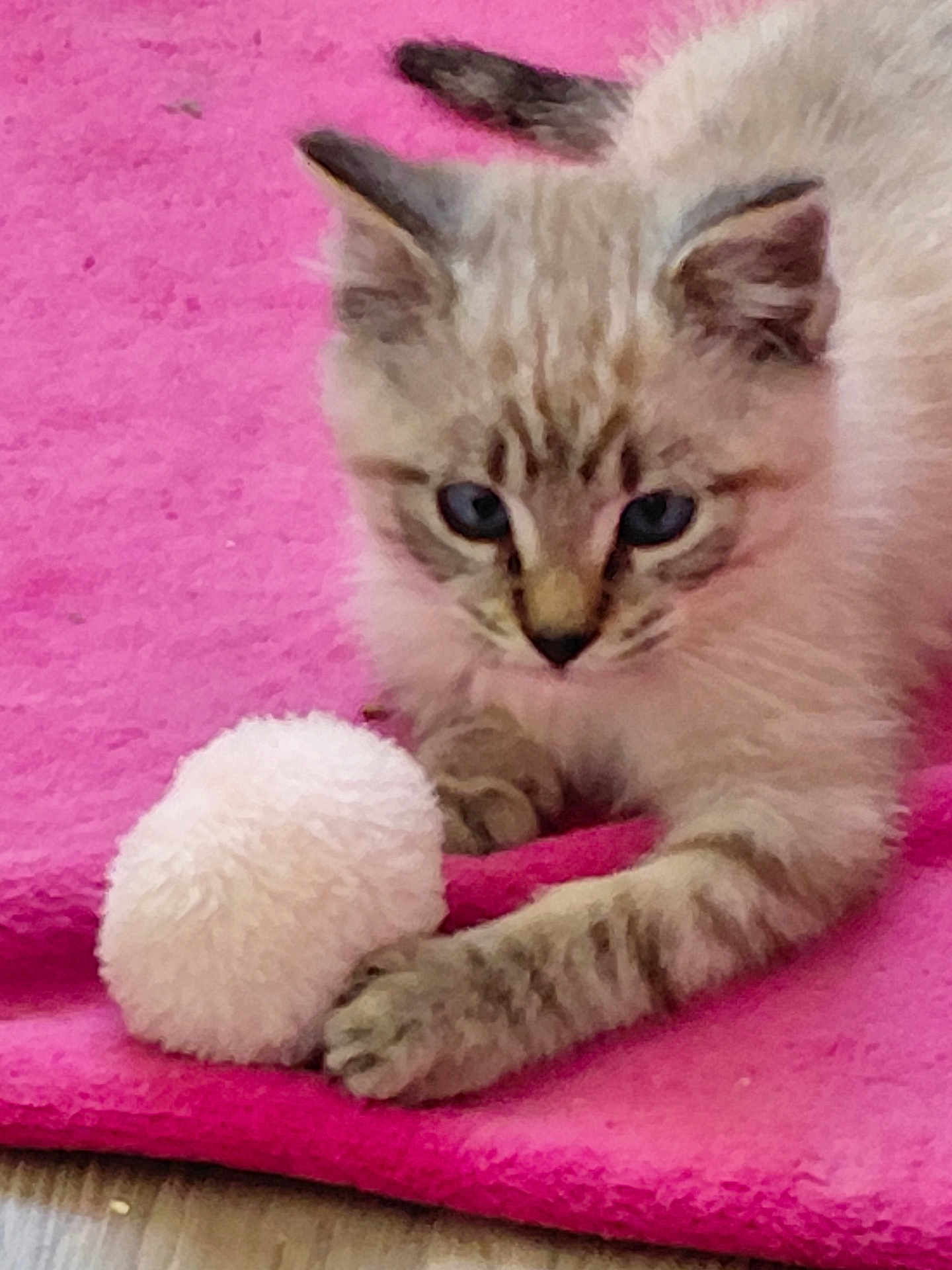 Sushi participe au concours pour gagner de l'argent avec cette photo : kitten, cat, blue_eyes, white_ball, pink_blanket, fur, paw, pet, animal, indoor, cute, playful, curious, soft_texture, young_cat, feline, close_up, resting, domestic_cat, cozy
