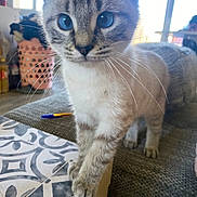 Ruby a rejoint le concours — aidez-le/la à gagner de superbes lots ! cat, blue_eyes, whiskers, indoor, table, patterned_surface, curious, pet, feline, domestic_animal, close_up, paw, soft_light, household, cozy, exploring, standing, kitten, fur