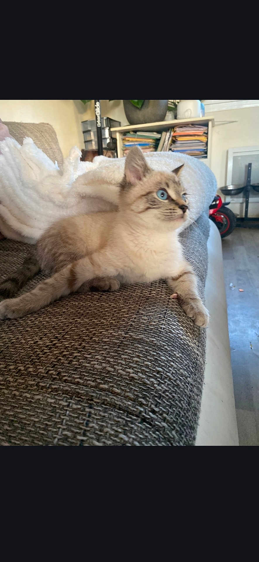 Ruby a rejoint le concours — aidez-le/la à gagner de superbes lots ! cat, blue_eyes, couch, blanket, indoor, furniture, pet, fur, animal, relaxed, side_view, cozy, home, shelf, books, floor, tabby, whiskers, ears, paws