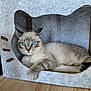 Rubix a rejoint le concours — aidez-le/la à gagner de superbes lots ! cat, blue_eyes, feline, pet, indoor, cozy, relaxed, felt_box, cat_house, wooden_floor, paw, tabby, striped, animal, cute, domestic_animal, resting, looking, whiskers, ears
