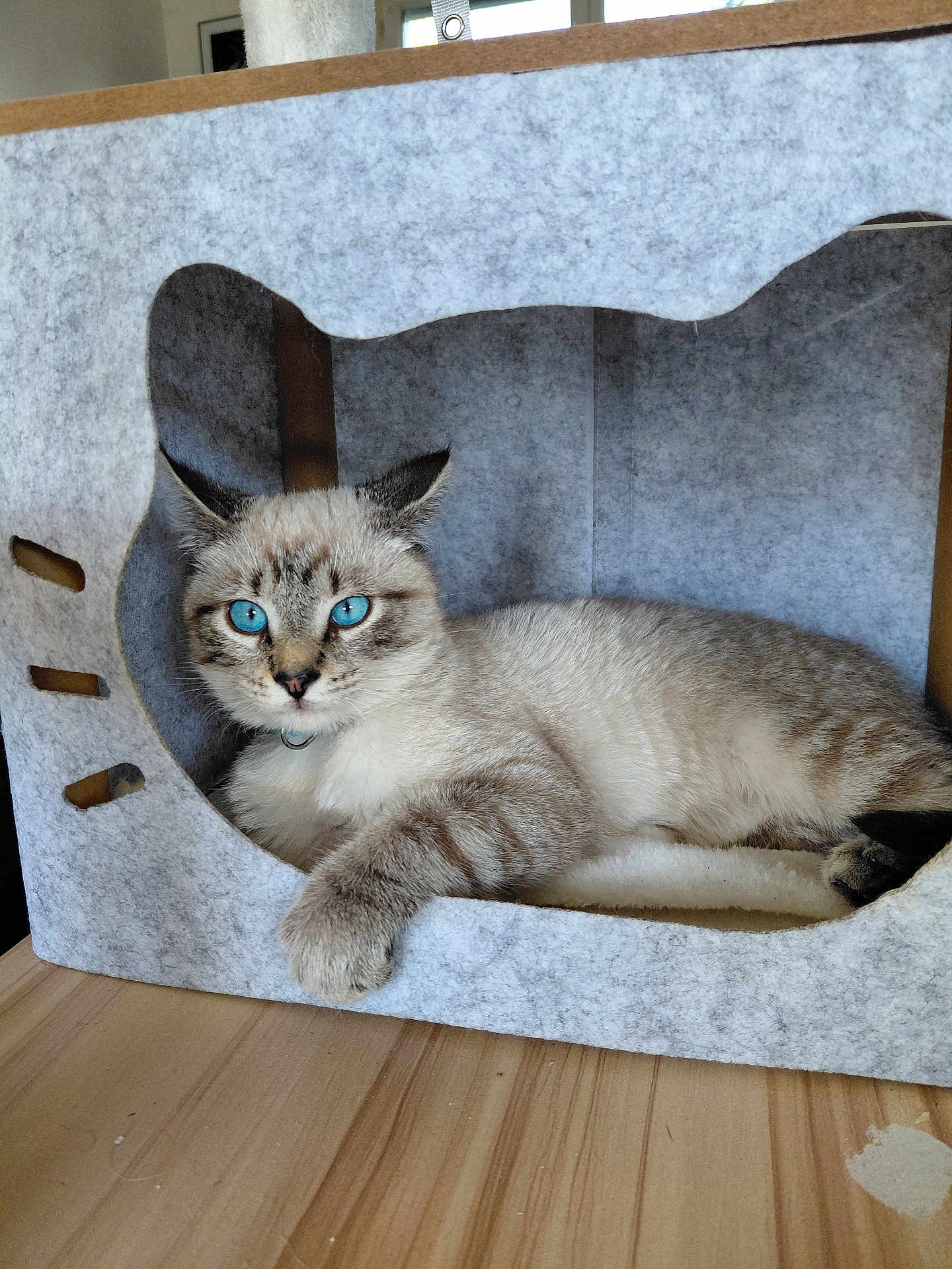 Rubix a rejoint le concours — aidez-le/la à gagner de superbes lots ! cat, blue_eyes, feline, pet, indoor, cozy, relaxed, felt_box, cat_house, wooden_floor, paw, tabby, striped, animal, cute, domestic_animal, resting, looking, whiskers, ears