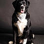 dog, black_and_white, bandana, pet, animal, sitting, studio, portrait, fur, canine, cute, indoor, friendly, looking_away, mammal, paw, tongue, alert, collar, companion