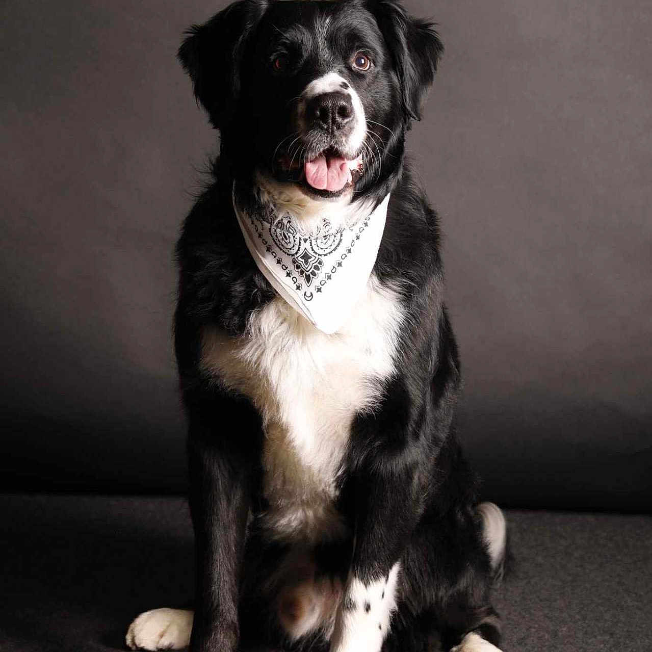 Senshi participe au concours pour gagner de l'argent avec cette photo : alert, animal, bandana, black_and_white, canine, collar, companion, cute, dog, friendly, fur, indoor, looking_away, mammal, paw, pet, portrait, sitting, studio, tongue