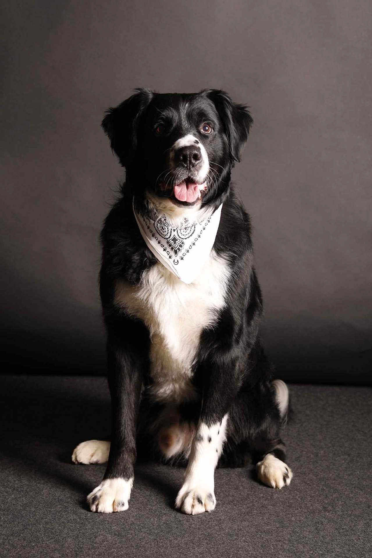 Senshi participe au concours pour gagner de l'argent avec cette photo : dog, black_and_white, bandana, pet, animal, sitting, studio, portrait, fur, canine, cute, indoor, friendly, looking_away, mammal, paw, tongue, alert, collar, companion