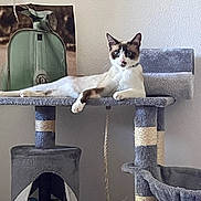 Rossi participe au concours pour gagner de l'argent avec cette photo : cat, cat_tree, pet, animal, indoor, feline, gray, lounging, cozy, toys, poster, vintage, decor, rope, sitting, relaxed, fur, ears, whiskers, blue_eyes