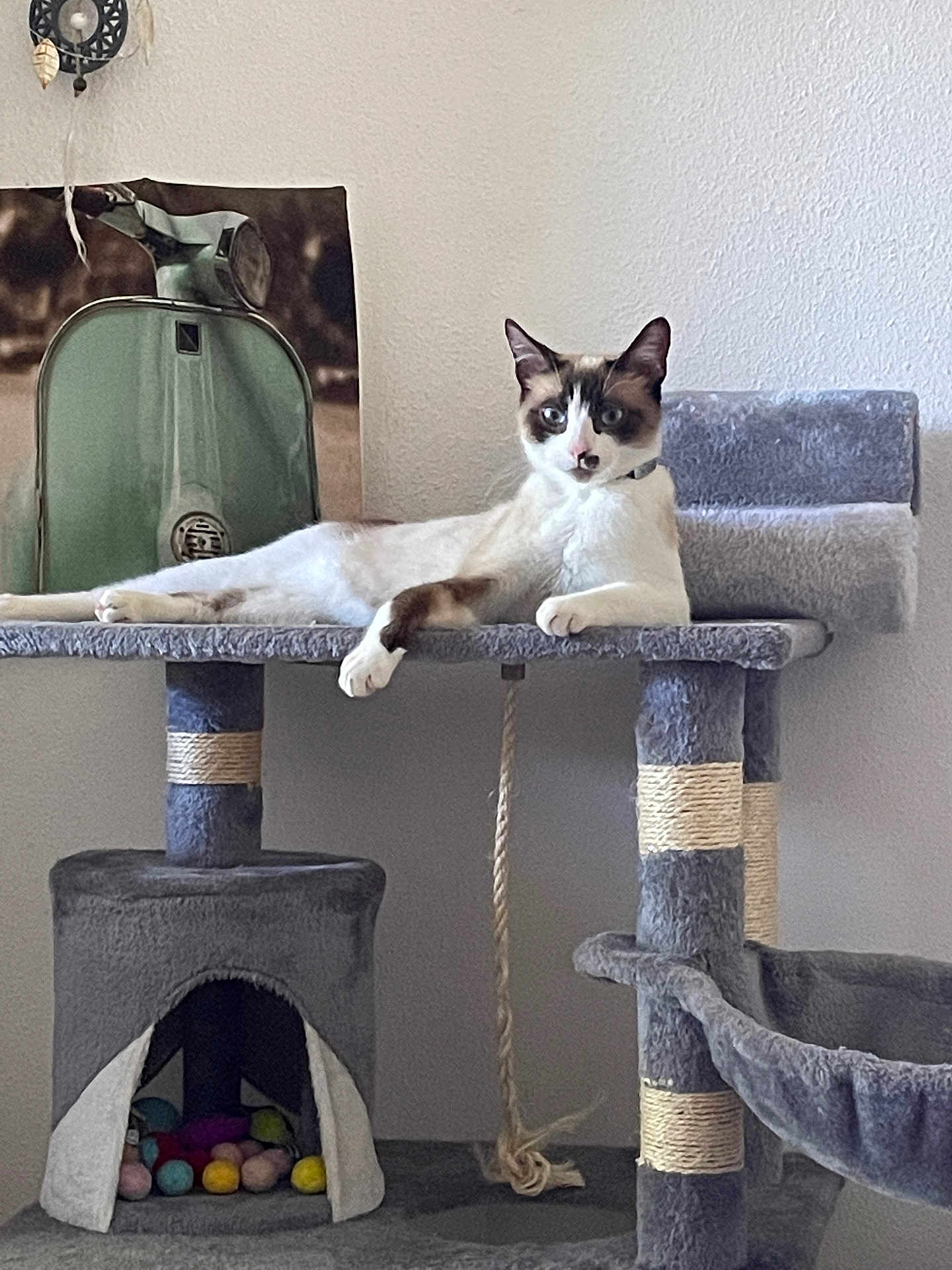 Rossi participe au concours pour gagner de l'argent avec cette photo : cat, cat_tree, pet, animal, indoor, feline, gray, lounging, cozy, toys, poster, vintage, decor, rope, sitting, relaxed, fur, ears, whiskers, blue_eyes