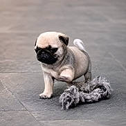 Albert a rejoint le concours — aidez-le/la à gagner de superbes lots ! puppy, dog, pug, pet, animal, cute, toy, indoor, floor, walking, small, fur, playful, young, mammal, pet_toy, adorable, paws, face, tail
