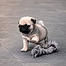 puppy, dog, pug, pet, animal, cute, toy, indoor, floor, walking, small, fur, playful, young, mammal, pet_toy, adorable, paws, face, tail