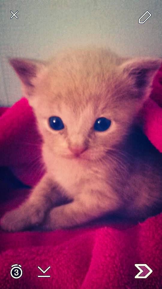 Norman is registered to the contest to win money with this photo: carnivore, cat, claw, domestic_short_haired_cat, electric_blue, fawn, felidae, fur, magenta, paw, photo_caption, small_to_medium_sized_cats, snout, square, tail, whiskers