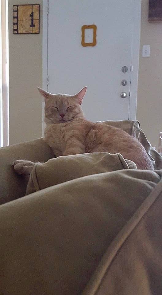 Norman is registered to the contest to win money with this photo: bed, bed_sheet, bedding, carnivore, cat, comfort, domestic_short_haired_cat, felidae, fur, furniture, grey, hardwood, light_switch, linens, room, small_to_medium_sized_cats, tail, tire, whiskers, wood