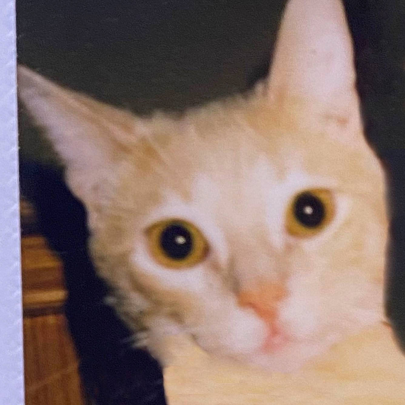 Norman is registered to the contest to win money with this photo: carnivore, cat, domestic_short_haired_cat, ear, fawn, felidae, fur, head, iris, small_to_medium_sized_cats, snout, tail, whiskers