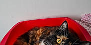 Lila joined the competition — help win amazing prizes! animal, calico, cat, cozy, curious, cute, domestic_cat, feline, fur, household, indoor, looking_up, mammal, paw, pet, pink_nose, red_container, relaxed, whiskers, yellow_eyes