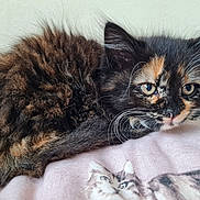 Lila is registered to the contest to win money with this photo: animal, blanket, cat, closeup, cute, domestic, ears, feline, fluffy, fur, indoor, kitten, pet, portrait, relaxed, resting, soft, tortoiseshell, whiskers, young