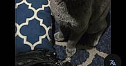 Pretty Boy joined the competition — help win amazing prizes! cat, gray_cat, russian_blue, pet, animal, sitting, indoors, rug, patterned_rug, carpet, furniture, black_bag, smartphone_screenshot, google_lens, app_interface, portrait, ears, eyes, whiskers, home