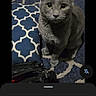 cat, gray_cat, russian_blue, pet, animal, sitting, indoors, rug, patterned_rug, carpet, furniture, black_bag, smartphone_screenshot, google_lens, app_interface, portrait, ears, eyes, whiskers, home